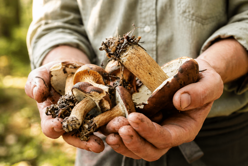 Funghi