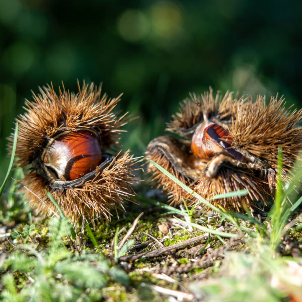 Castagna Roscetta